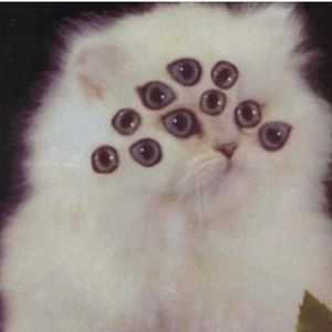 Meet your Posher, Riley